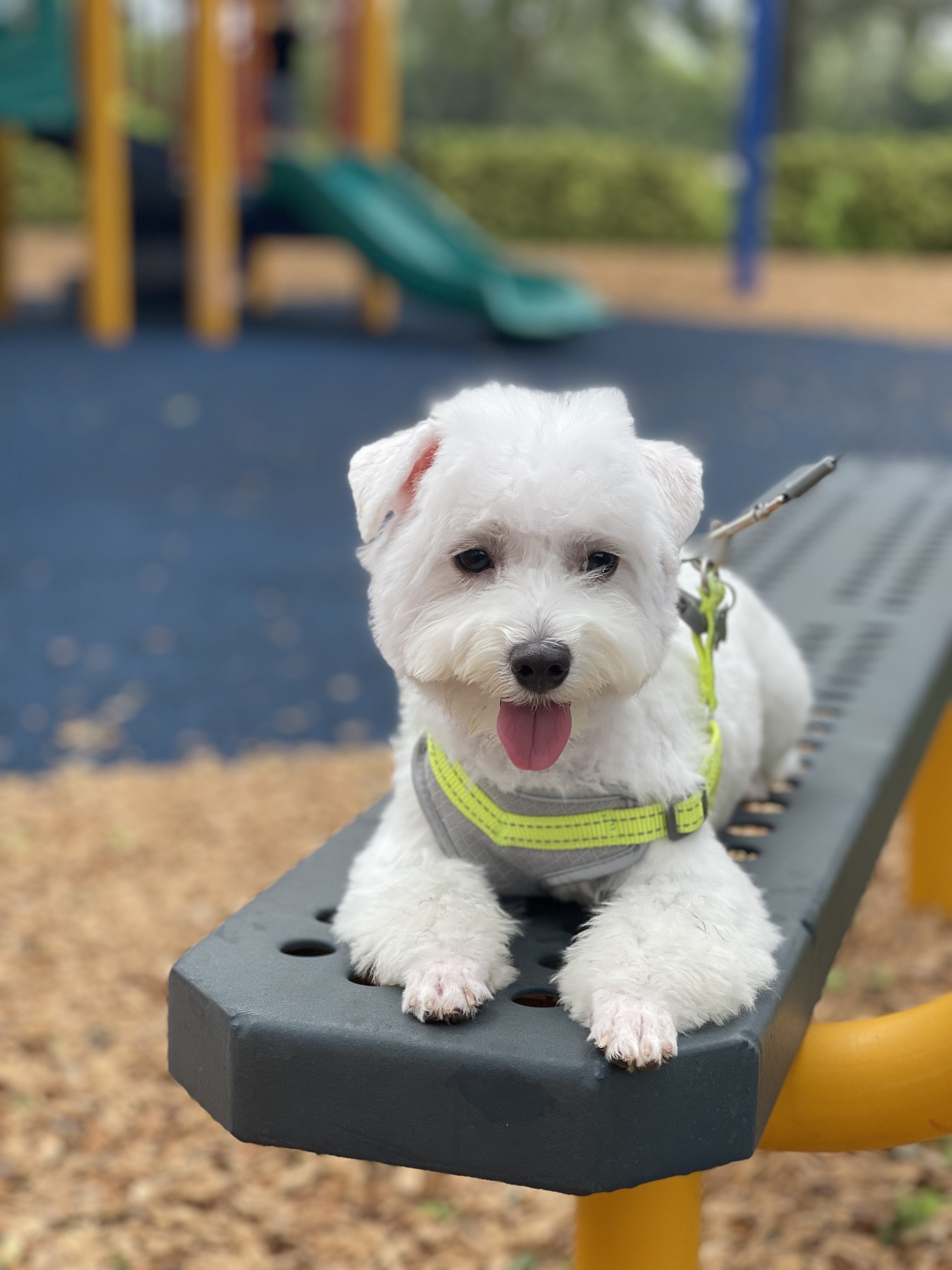 Maltese Dog Forum
