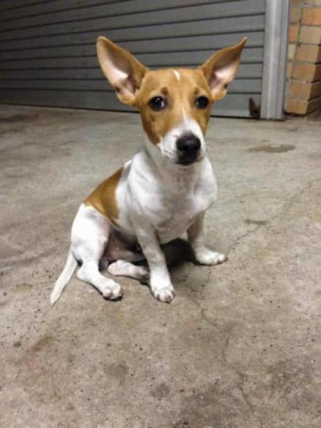 pointy eared jack russell
