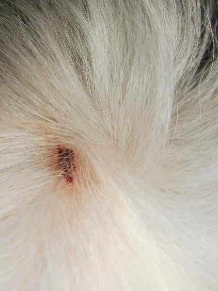 Is It A Scab Or A Tick Bite Dog Forum