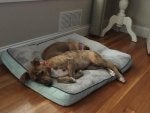 Dog Canidae Dog breed Companion dog Nap