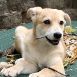 Dog Mammal Vertebrate Dog breed Canidae