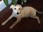 Dog Mammal Vertebrate Dog breed Canidae