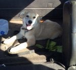Dog Canidae Dog breed Companion dog Carnivore