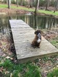 Dog breed Canidae Dog Companion dog Tree