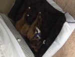 Furniture Dog bed Mattress Canidae Bed