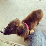 Dog Dog breed Canidae Mammal Carnivore