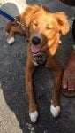 Pippa10.jpg
