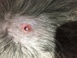 Hair Carnivore Whiskers Rodent Snout