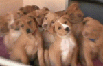 IMG_0182.GIF